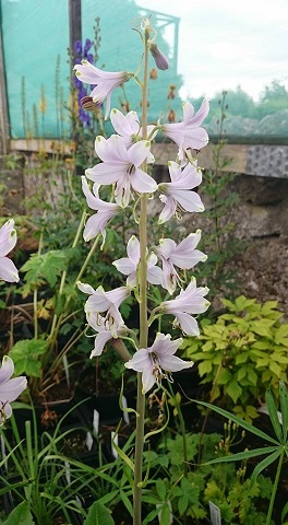 Notholirion bulbiferum - 9cm pot 